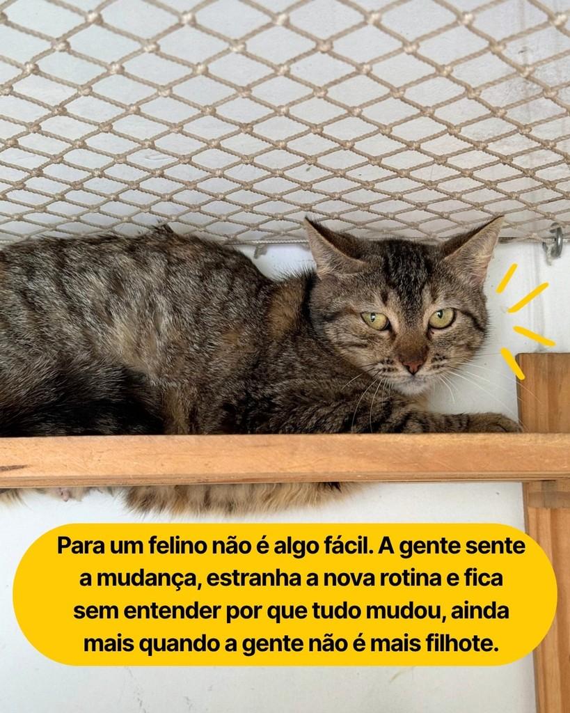 Leona, gata de porte médio para adoção em Curitiba - PR — foto 3 de 4