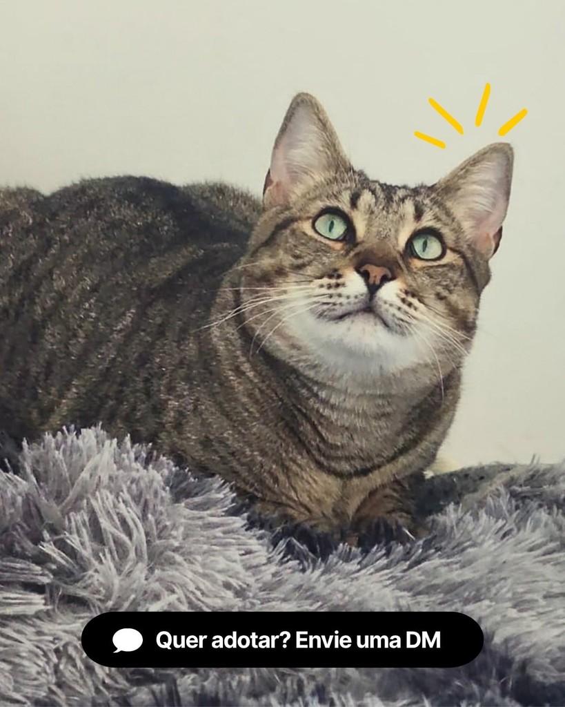Leona, gata de porte médio para adoção em Curitiba - PR — foto 4 de 4