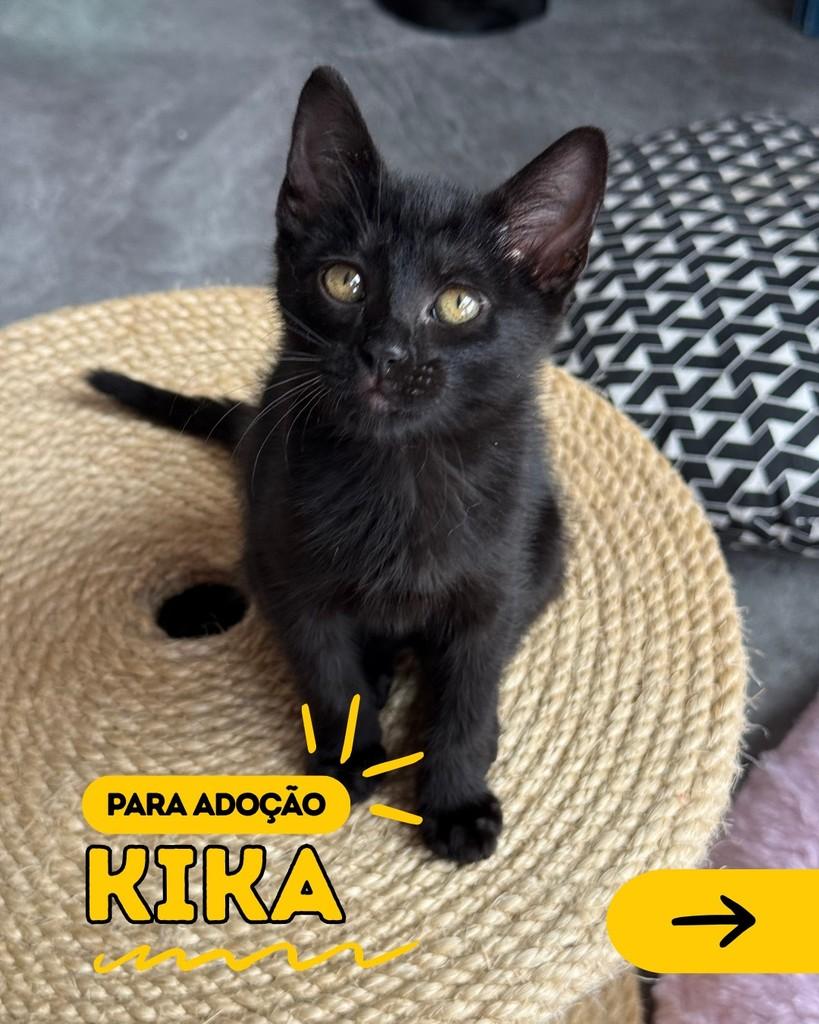 Kika, gata de porte pequeno para adoção em Curitiba - PR