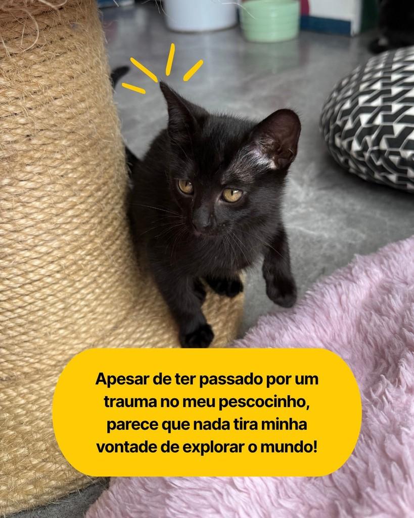 Kika, gata de porte pequeno para adoção em Curitiba - PR — foto 2 de 6