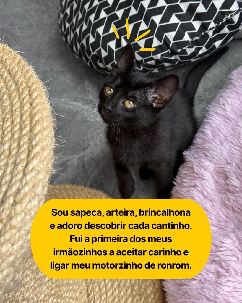 Kika, gata de porte pequeno para adoção em Curitiba - PR — foto 3 de 6