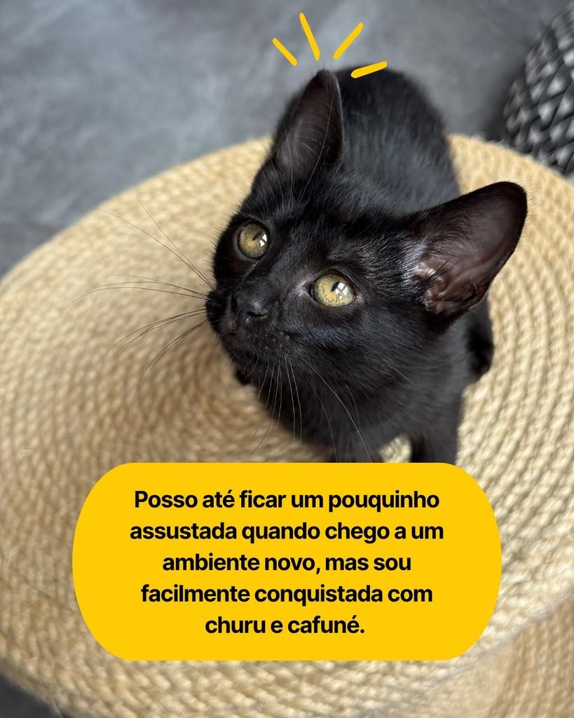 Kika, gata de porte pequeno para adoção em Curitiba - PR — foto 4 de 6