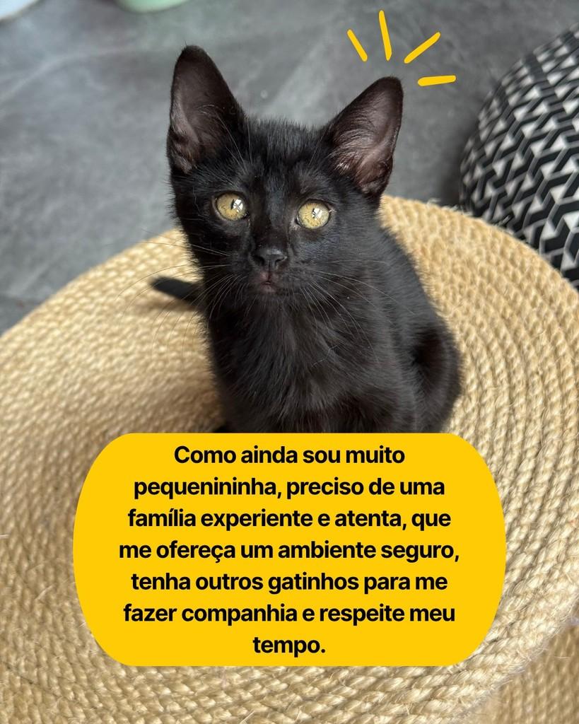 Kika, gata de porte pequeno para adoção em Curitiba - PR — foto 5 de 6