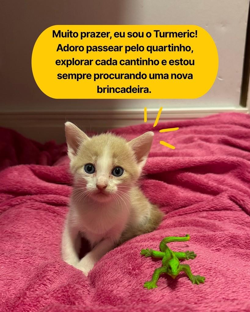 Turmeric, gato de porte pequeno para adoção em Curitiba - PR