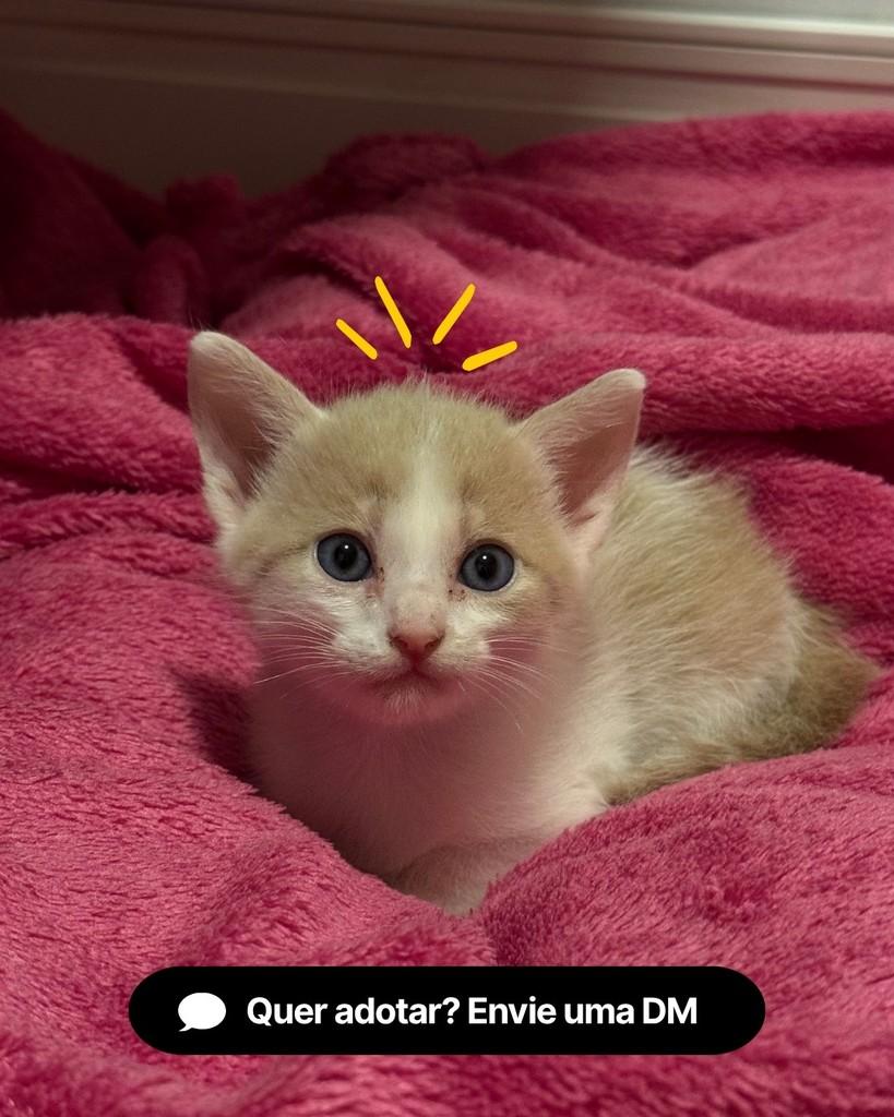 Turmeric, gato de porte pequeno para adoção em Curitiba - PR — foto 2 de 2