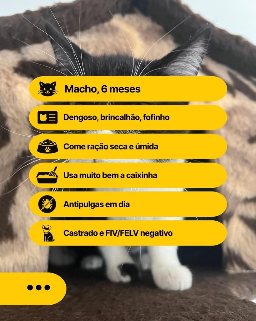 Jorginho, gato de porte pequeno para adoção em Curitiba - PR