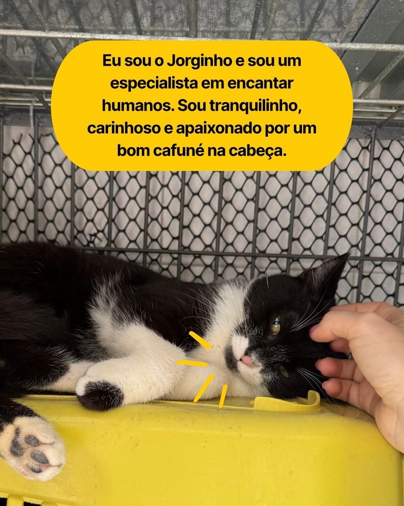 Jorginho, gato de porte pequeno para adoção em Curitiba - PR — foto 2 de 3