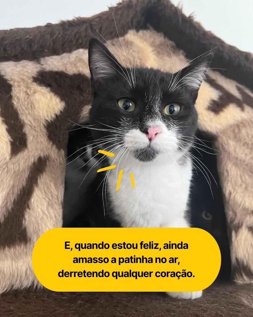 Jorginho, gato de porte pequeno para adoção em Curitiba - PR — foto 3 de 3