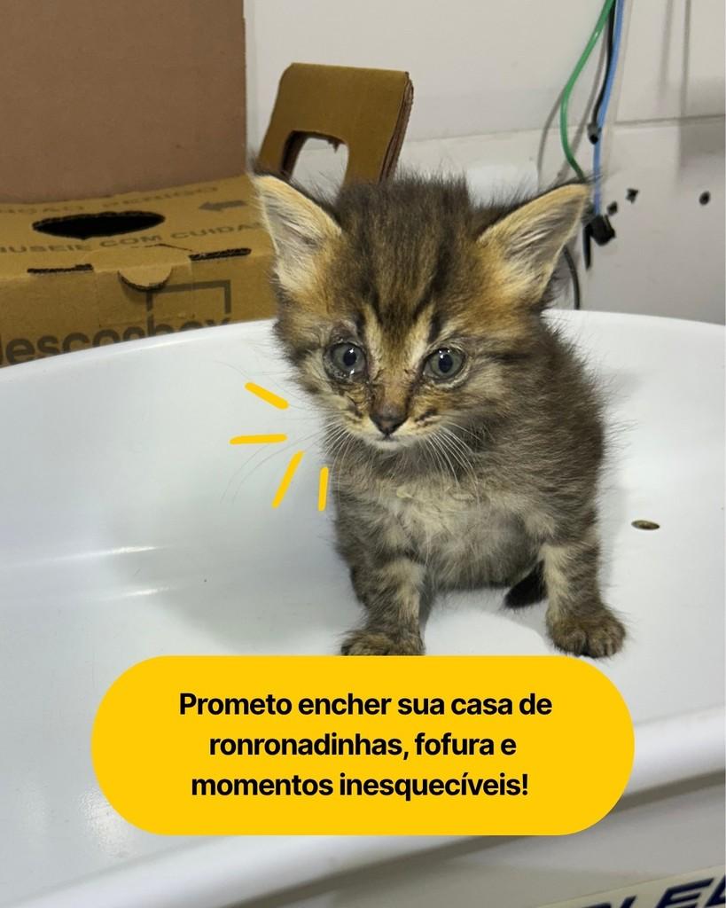 Duda, gata de porte pequeno para adoção em Curitiba - PR
