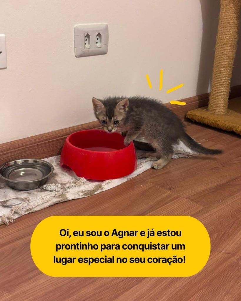 Agnar, gato de porte pequeno para adoção em Curitiba - PR