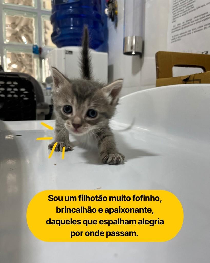 Agnar, gato de porte pequeno para adoção em Curitiba - PR — foto 2 de 2