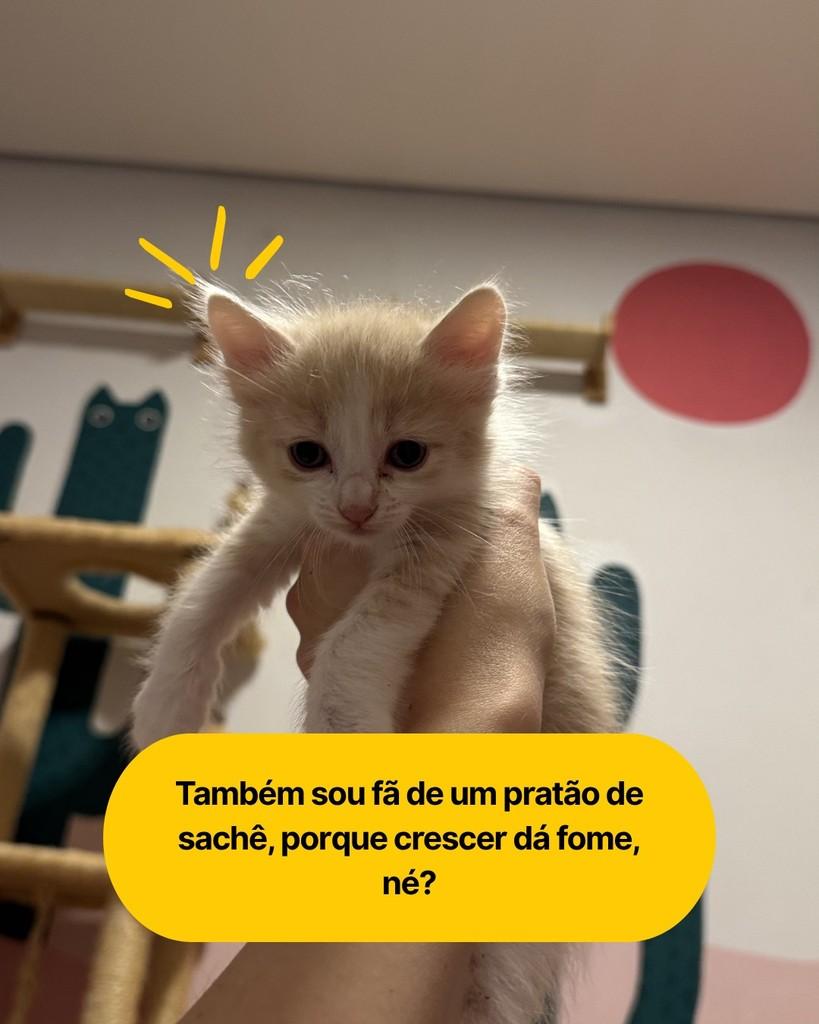 Cinnamon, gata de porte pequeno para adoção em Curitiba - PR