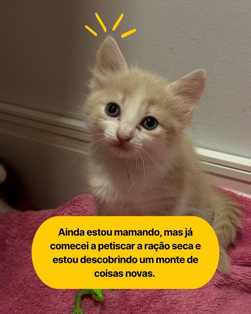 Cinnamon, gata de porte pequeno para adoção em Curitiba - PR — foto 2 de 4