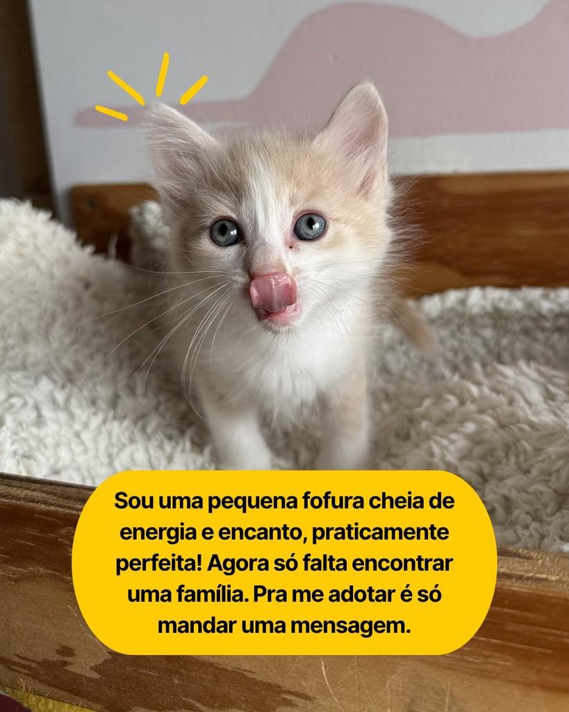 Cinnamon, gata de porte pequeno para adoção em Curitiba - PR — foto 3 de 4