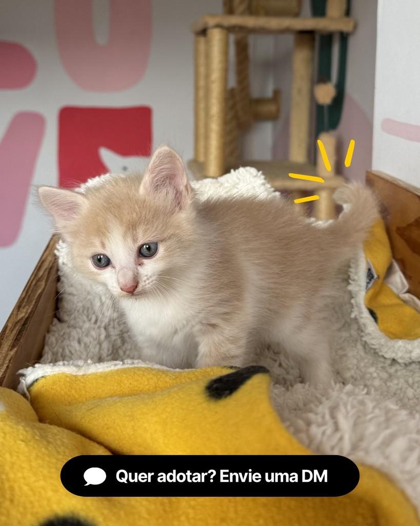 Cinnamon, gata de porte pequeno para adoção em Curitiba - PR — foto 4 de 4
