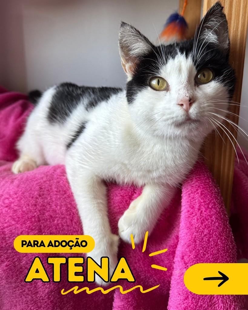 Atena, gata para adoção em Curitiba - PR