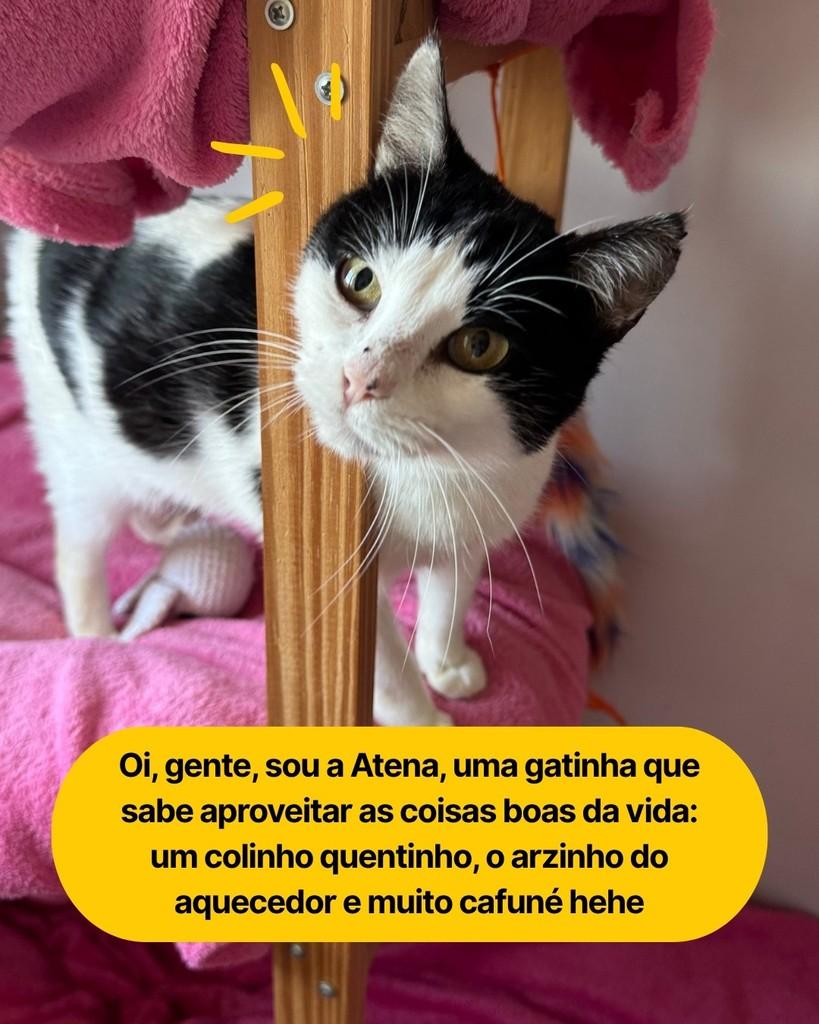 Atena, gata para adoção em Curitiba - PR — foto 2 de 7