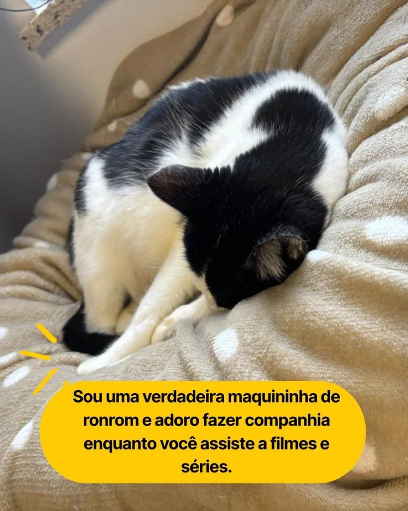 Atena, gata para adoção em Curitiba - PR — foto 3 de 7