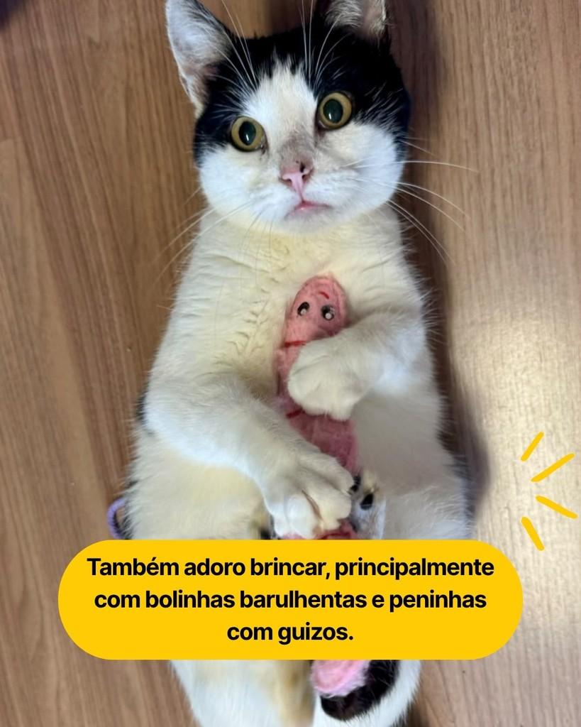 Atena, gata para adoção em Curitiba - PR — foto 4 de 7