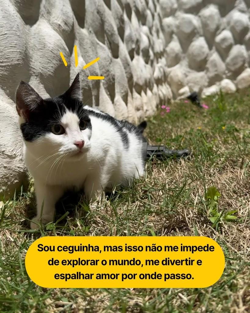 Atena, gata para adoção em Curitiba - PR — foto 5 de 7