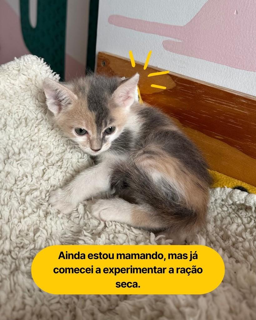 Nutmeg, gata de porte pequeno para adoção em Curitiba - PR