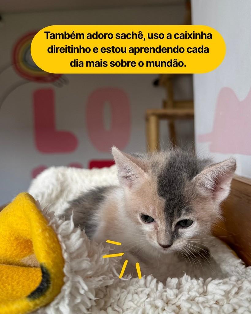 Nutmeg, gata de porte pequeno para adoção em Curitiba - PR — foto 2 de 5