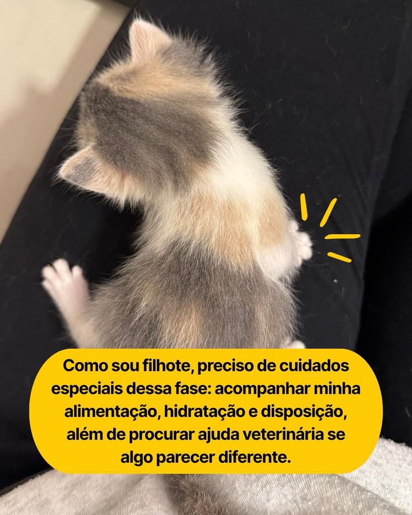 Nutmeg, gata de porte pequeno para adoção em Curitiba - PR — foto 3 de 5