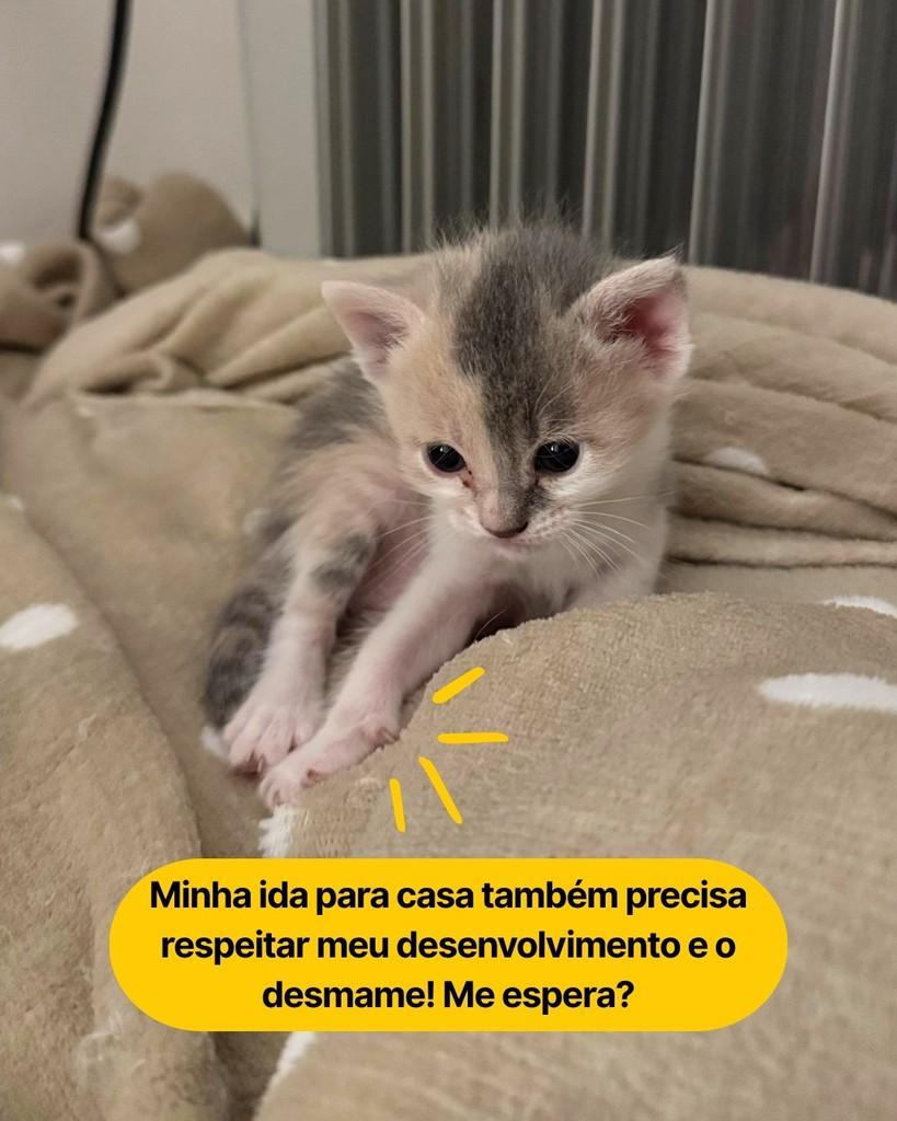 Nutmeg, gata de porte pequeno para adoção em Curitiba - PR — foto 4 de 5