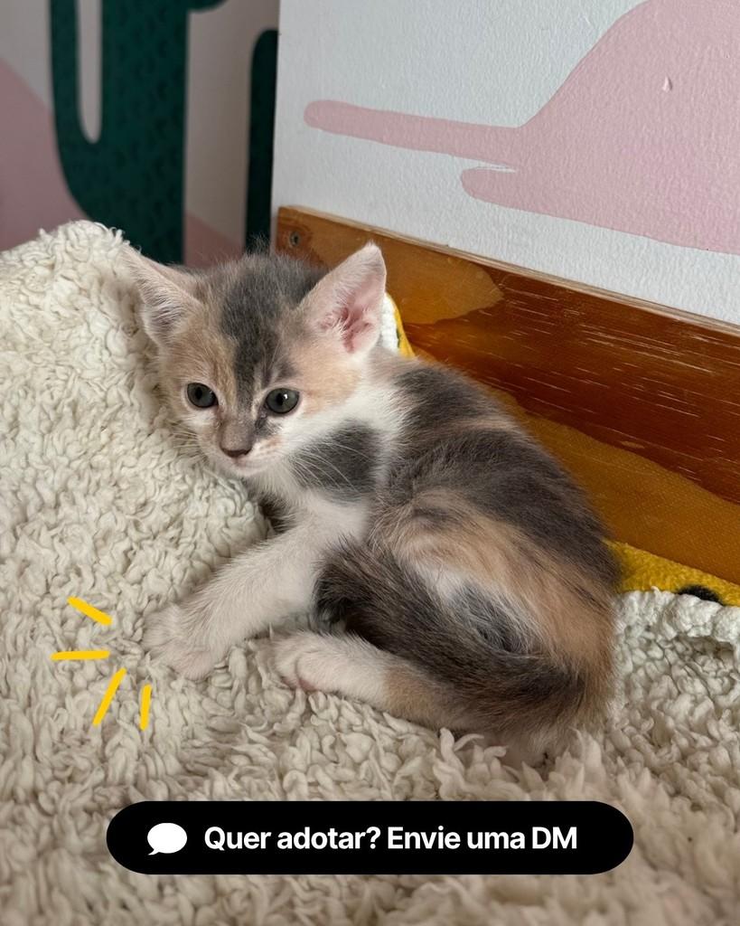 Nutmeg, gata de porte pequeno para adoção em Curitiba - PR — foto 5 de 5