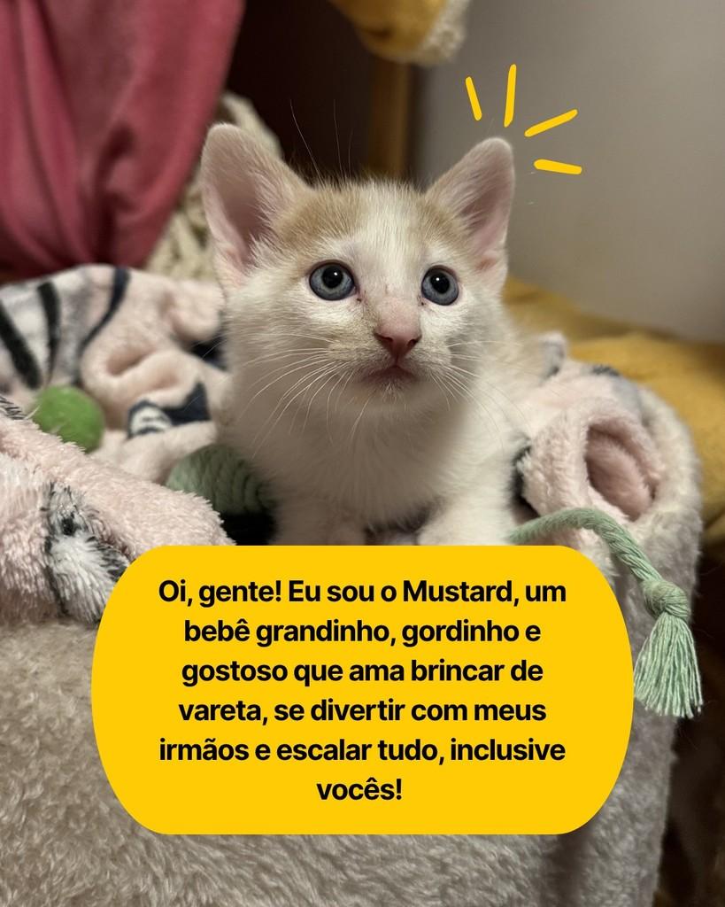 Mustard, gato de porte pequeno para adoção em Curitiba - PR
