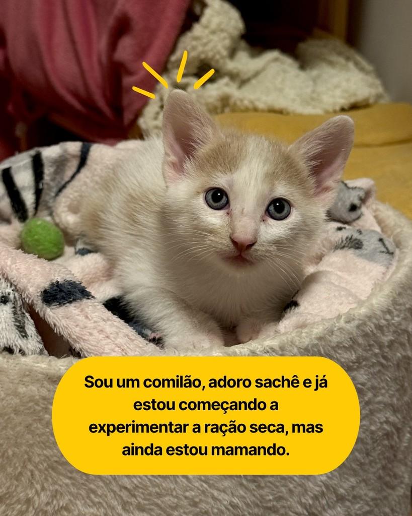 Mustard, gato de porte pequeno para adoção em Curitiba - PR — foto 2 de 6