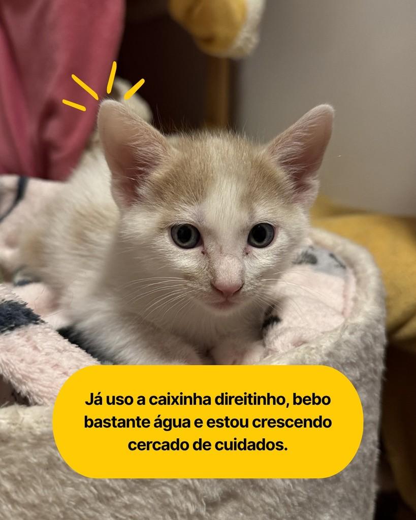 Mustard, gato de porte pequeno para adoção em Curitiba - PR — foto 3 de 6