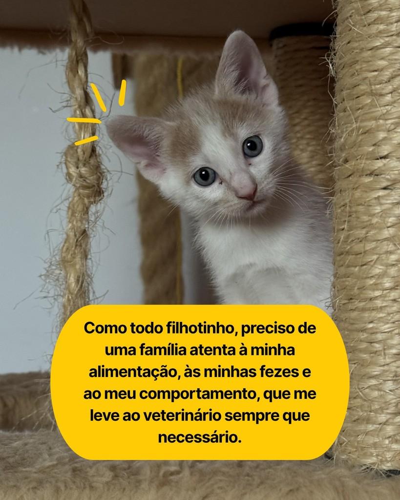 Mustard, gato de porte pequeno para adoção em Curitiba - PR — foto 4 de 6