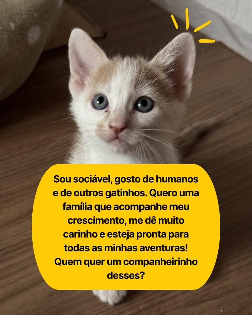 Mustard, gato de porte pequeno para adoção em Curitiba - PR — foto 5 de 6