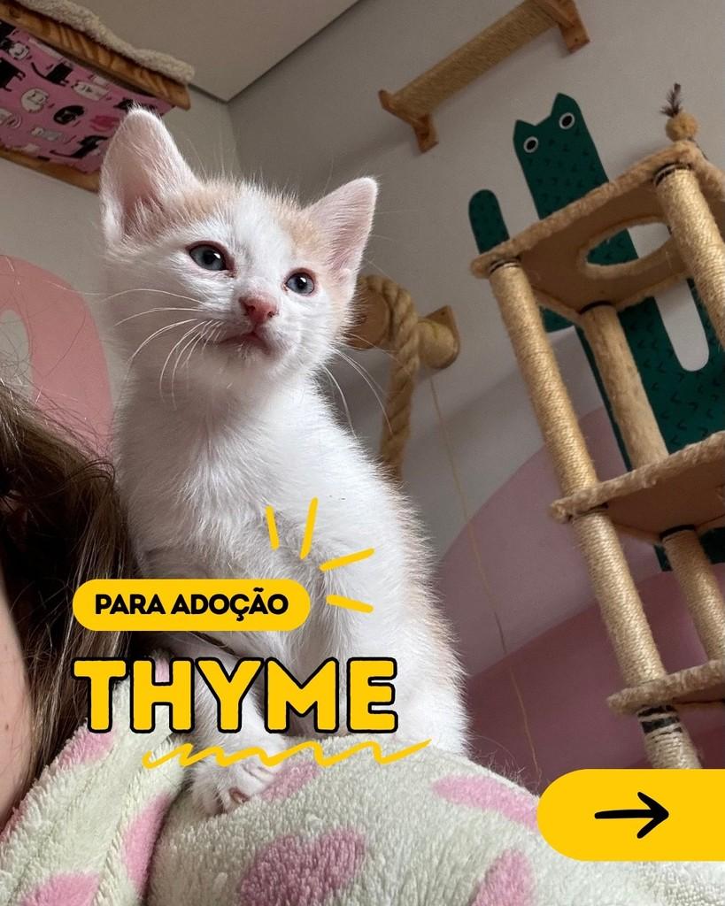 Thyme, gato de porte pequeno para adoção em Curitiba - PR