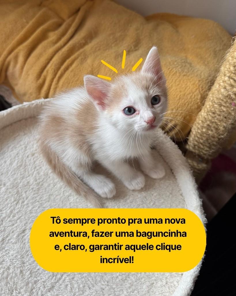 Thyme, gato de porte pequeno para adoção em Curitiba - PR — foto 2 de 2