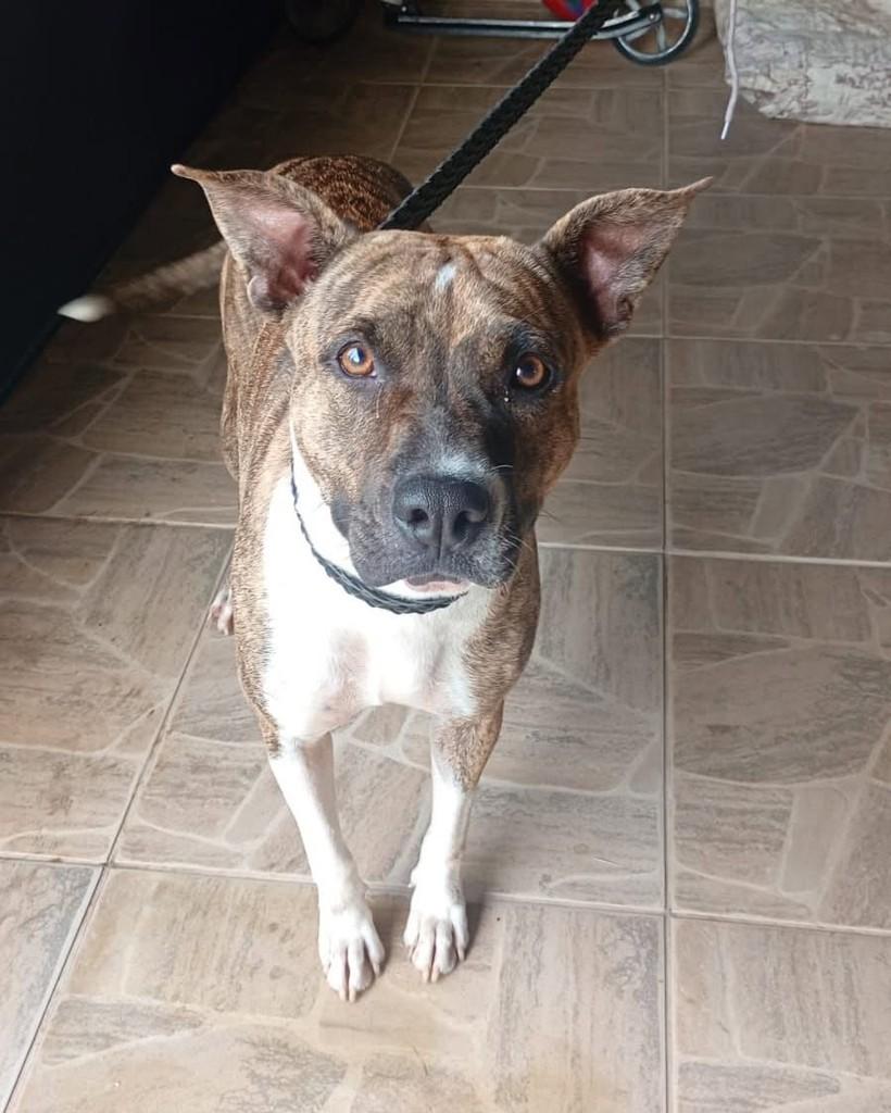 Cachorra, cadela de porte médio para adoção em Munhoz - MG