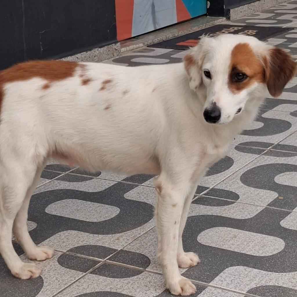 Cachorrinha, cadela de porte pequeno para adoção em Vila Velha - ES