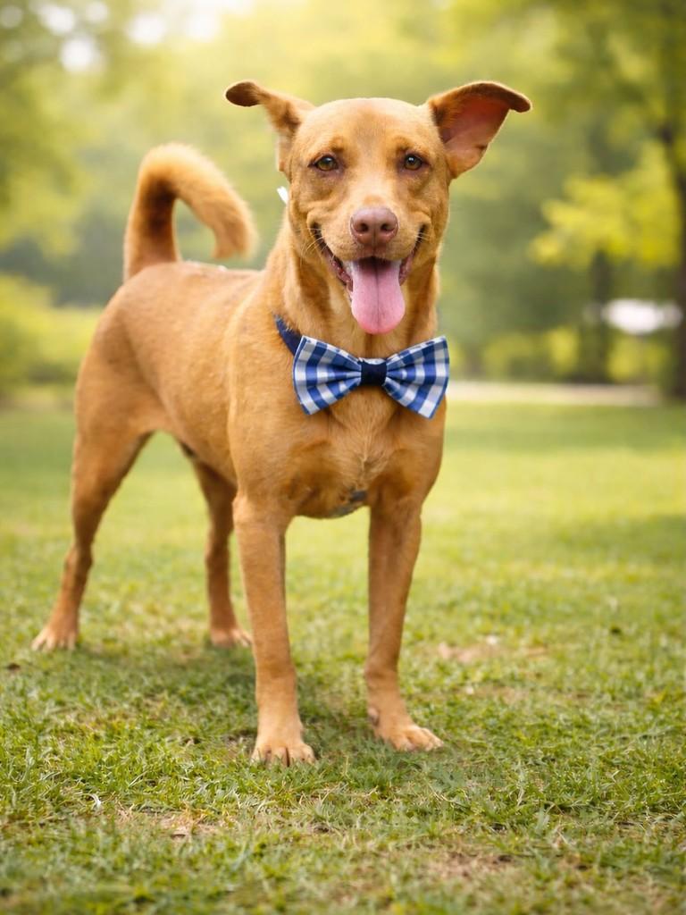 Luke, cachorro de porte médio para adoção em Vila Velha - ES