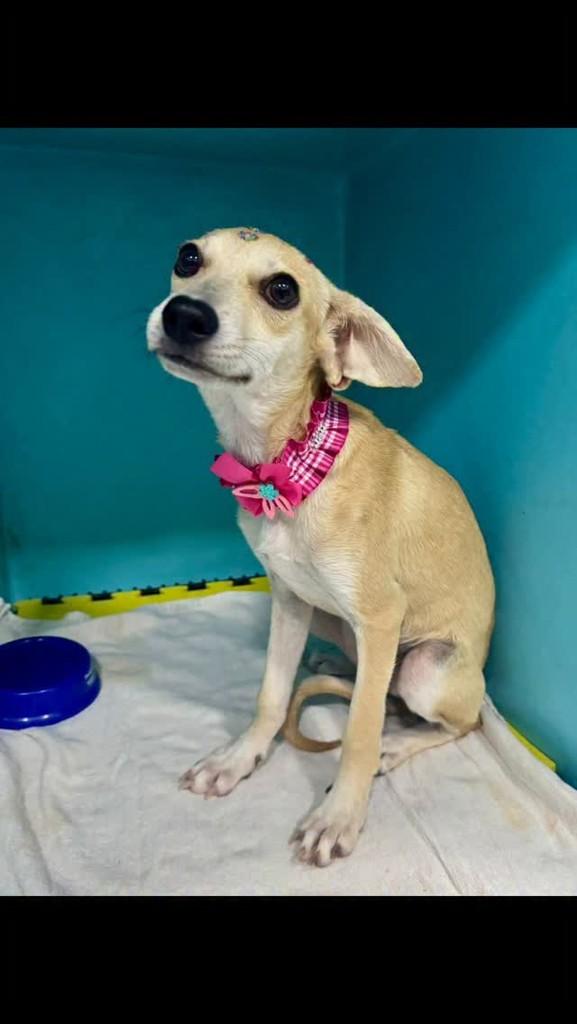 Mel, cachorro de porte médio para adoção em Vitória - ES