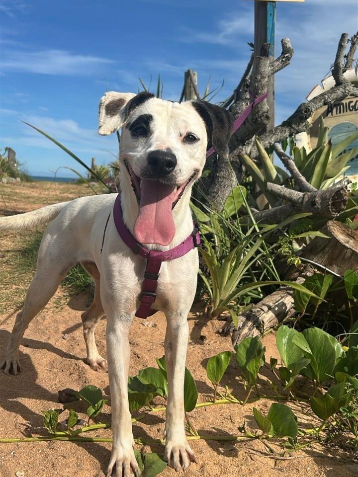 Pipoca, cadela de porte grande para adoção em Vila Velha - ES
