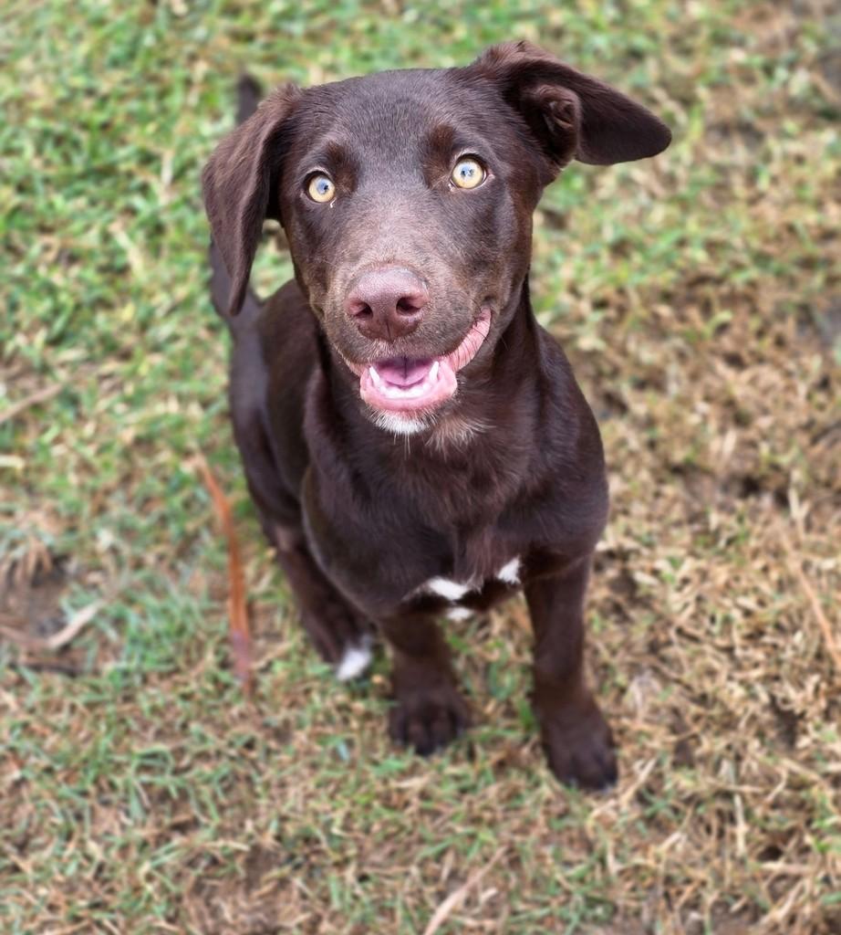 Ela, cachorro de porte pequeno para adoção em Vila Velha - ES