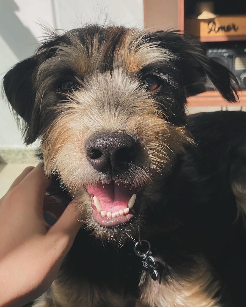 Zé, cachorro de porte médio para adoção em Vila Velha - ES