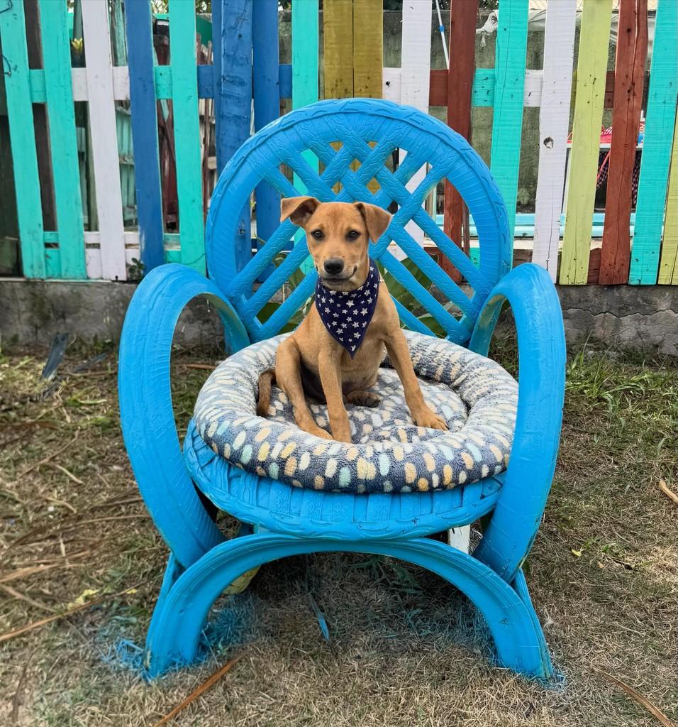 Menininho, cachorro de porte pequeno para adoção em Vila Velha - ES