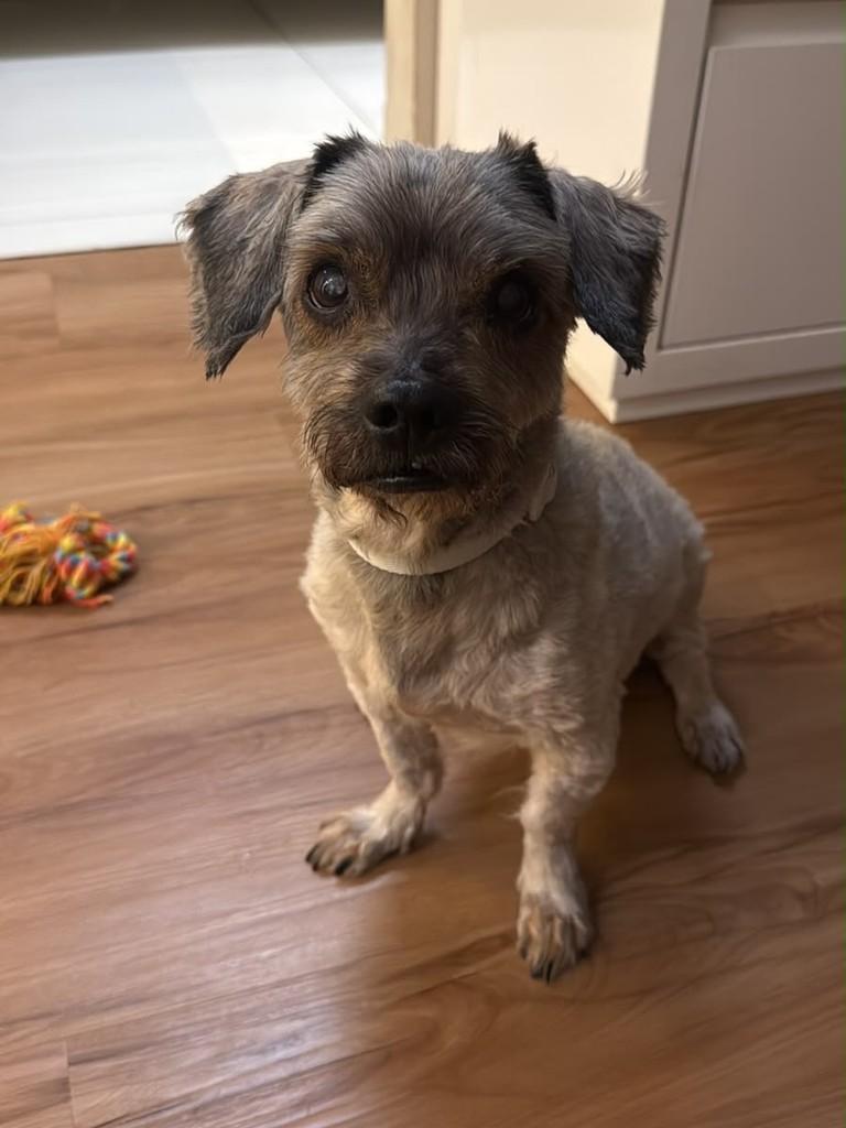 Dentinho, cachorro de porte pequeno para adoção em Vila Velha - ES