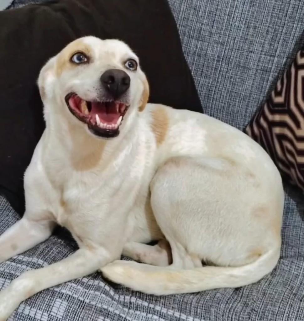 Nina, cachorro de porte médio para adoção em Vila Velha - ES