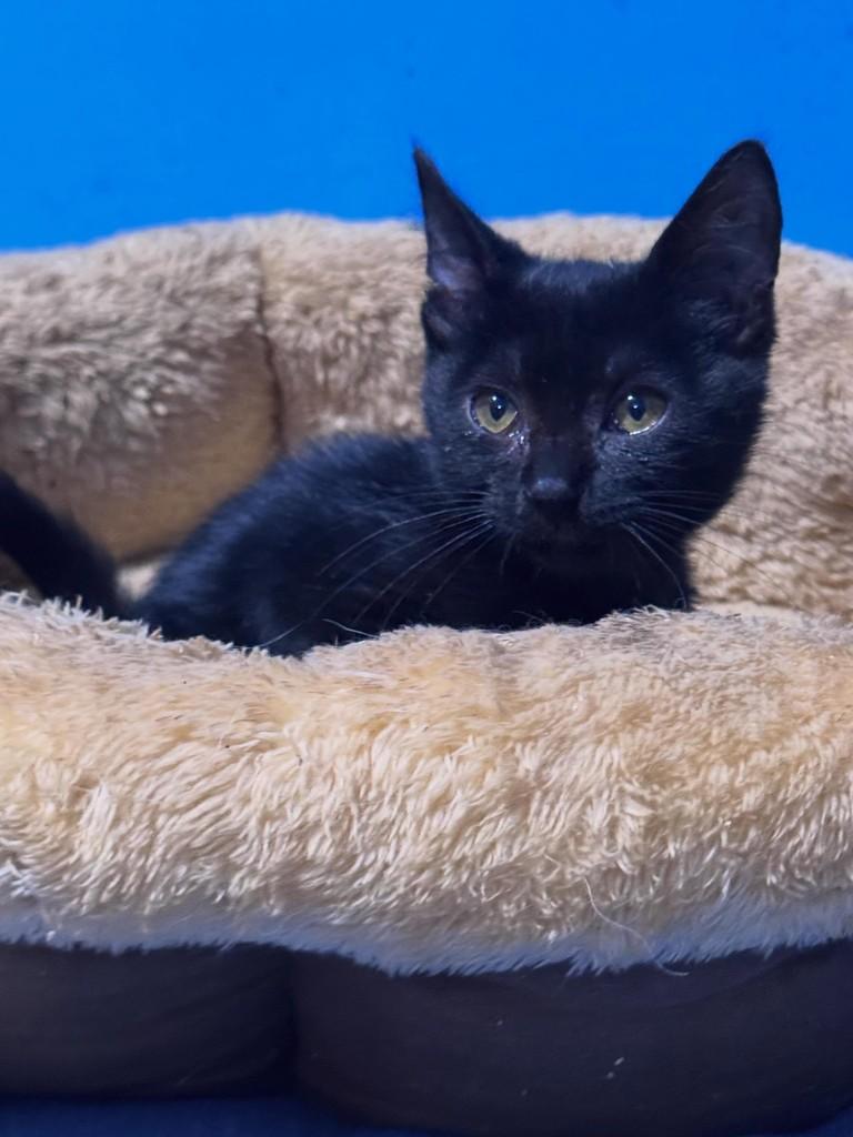 Menininho, gato de porte pequeno para adoção em Vila Velha - ES