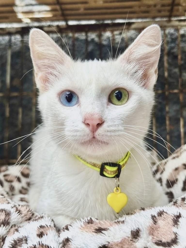 Boazinha, gato de porte pequeno para adoção em Vila Velha - ES