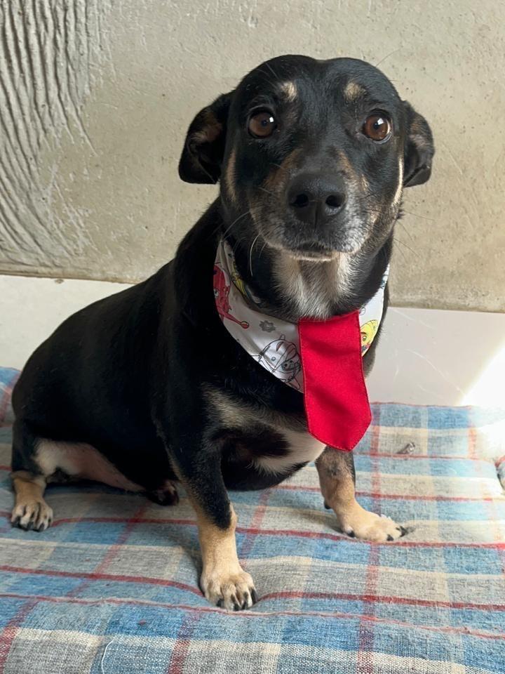 Pitoco, cachorro de porte médio para adoção em Vila Velha - ES