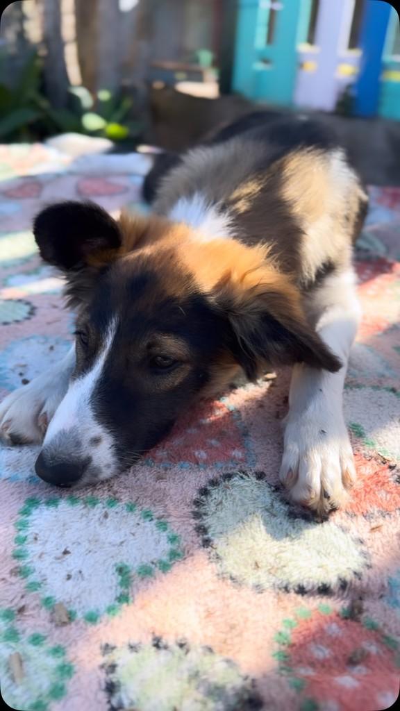Lobinha, cachorro de porte pequeno para adoção em Vila Velha - ES